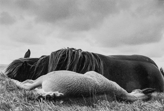 Chevaux du bout du monde - Michèle Le Braz