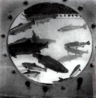 L’étrange : un regard sur les collections du Cap et de l’Artothèque