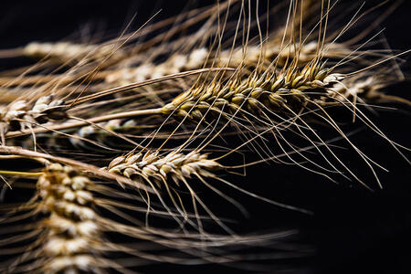 Je vis de bonne soupe et non de beau langage