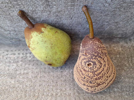 Clichés aux petits oignons