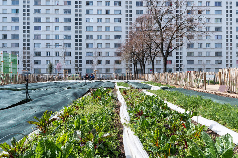 Maraicher-urbain_Beatrice-Preve_01