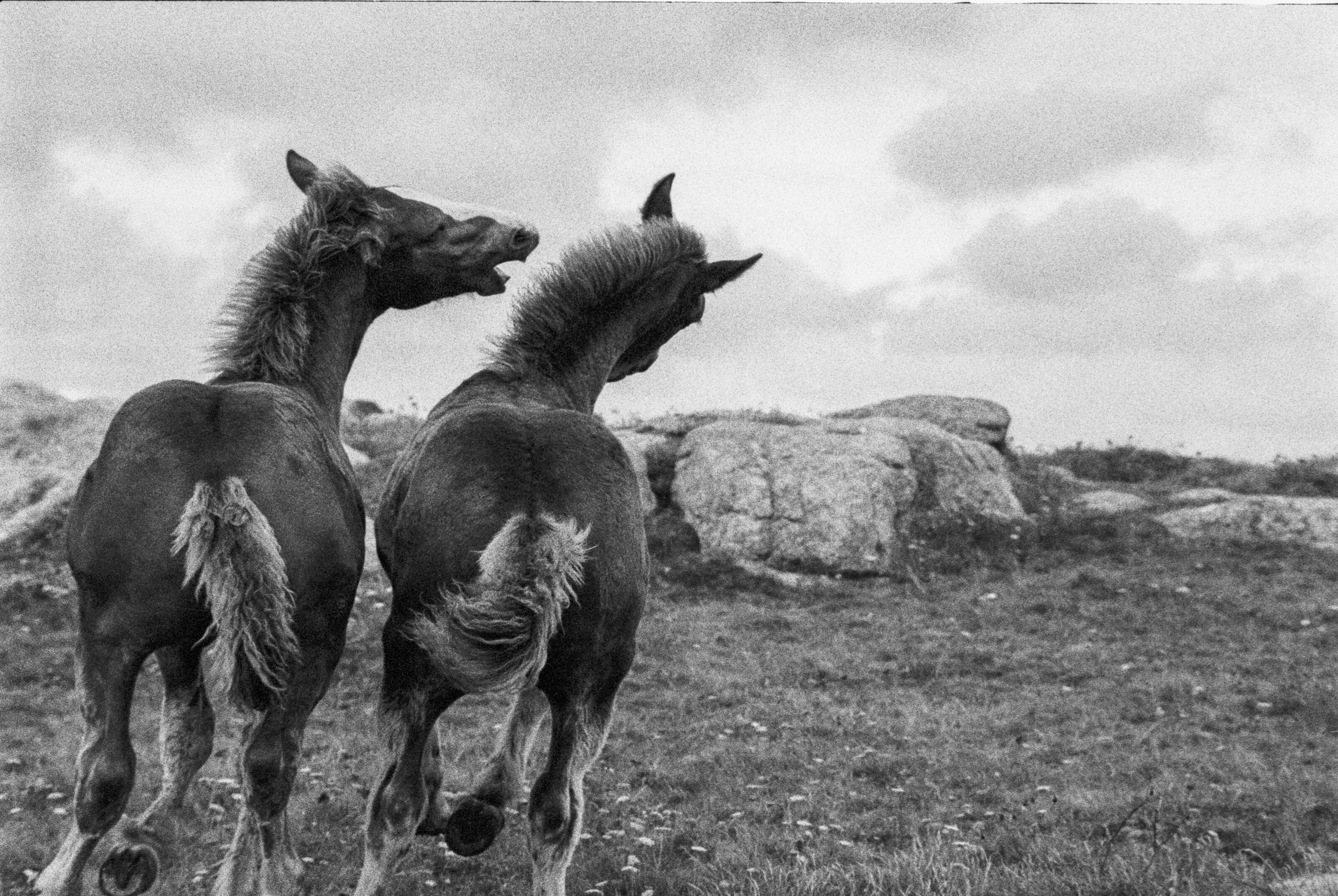 Michèle LE BRAZ Chevaux du bout du monde-Course des poulains, août 1993